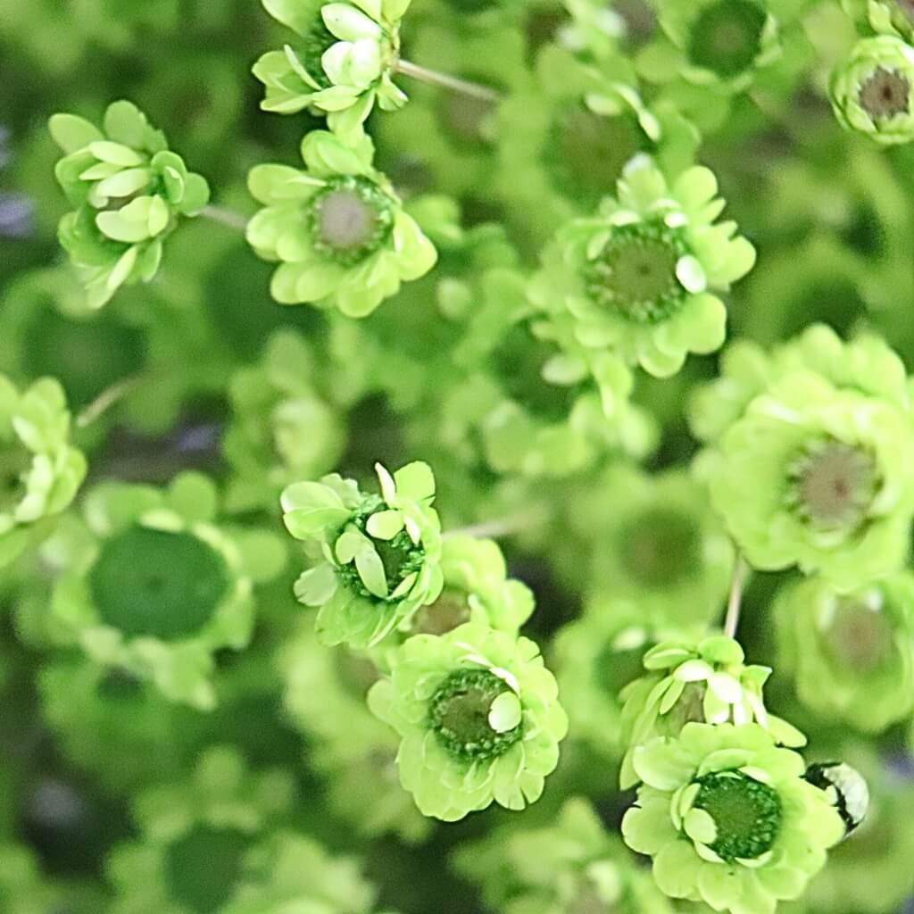 Sušená Glixia světle zelená